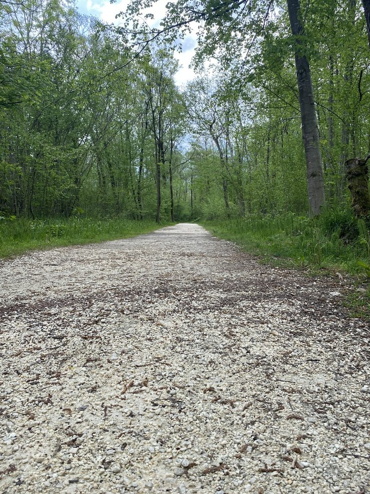 Bosco del Cansiglio